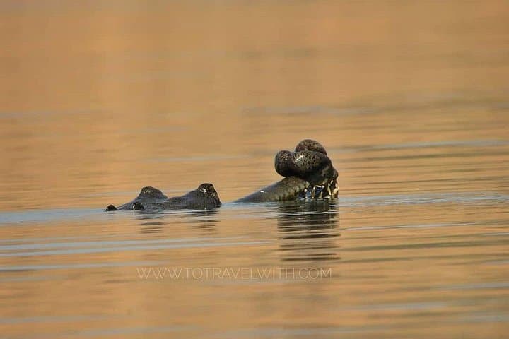 Chambal River Safari: Gharials, River Dolphins and Badlands Wildlife near Agra