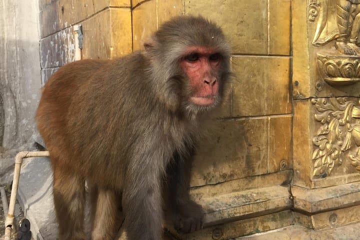 Private Day Tours in Kathmandu — Boudhanath, Cultural Sights & Personalized City Route photo 3
