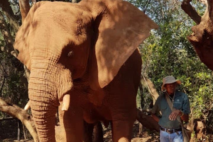 Lesedi Cultural Village and Elephant Walk — Day Trip from Johannesburg photo 2