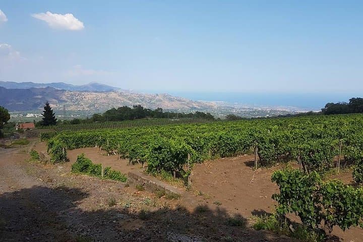 Sicily Wine Experience and Private Taormina Tour from Messina