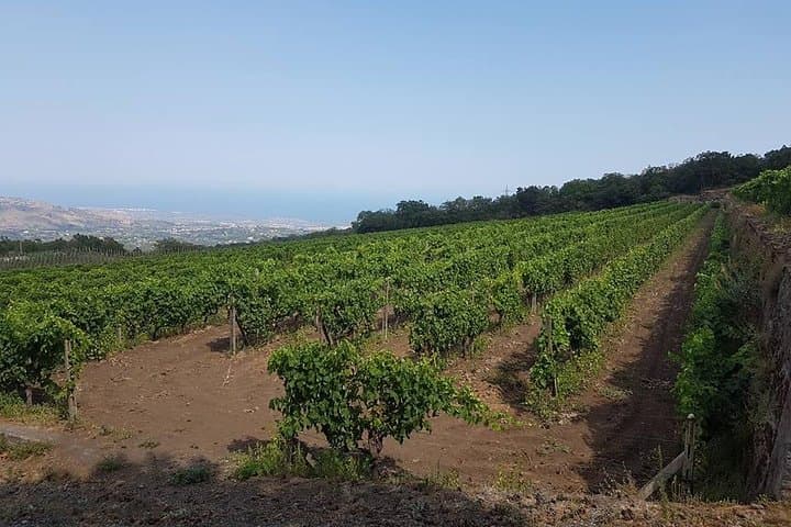 Sicily Wine Experience and Private Taormina Tour from Messina photo 3