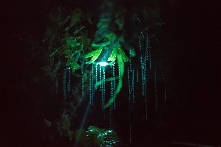 Rotorua Glow-worm Night Walk: Nocturnal Native Bush & Stargazing Tour photo 4
