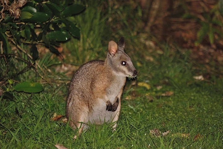 Rotorua Glow-worm Night Walk: Nocturnal Native Bush & Stargazing Tour photo 6