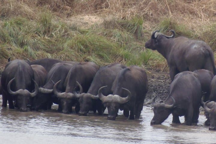 Train to Mikumi: Full-Day Safari from Dar Es Salaam photo 3