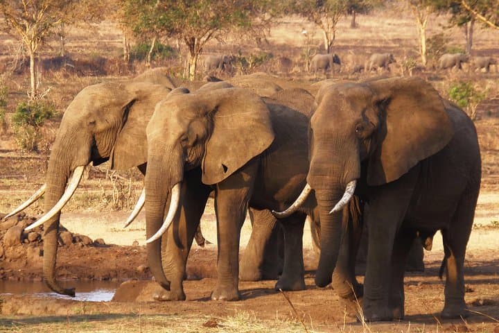 Train to Mikumi: Full-Day Safari from Dar Es Salaam photo 4