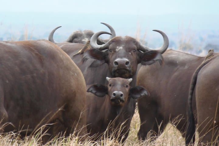 Train to Mikumi: Full-Day Safari from Dar Es Salaam photo 5