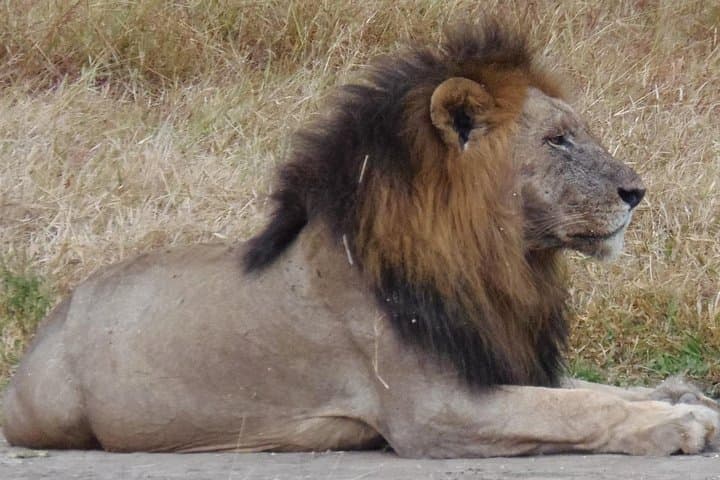 Train to Mikumi: Full-Day Safari from Dar Es Salaam photo 6
