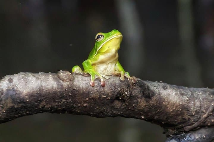 Solar Whisper Daintree River Crocodile Cruise — Quiet Eco Wildlife Tour photo 2