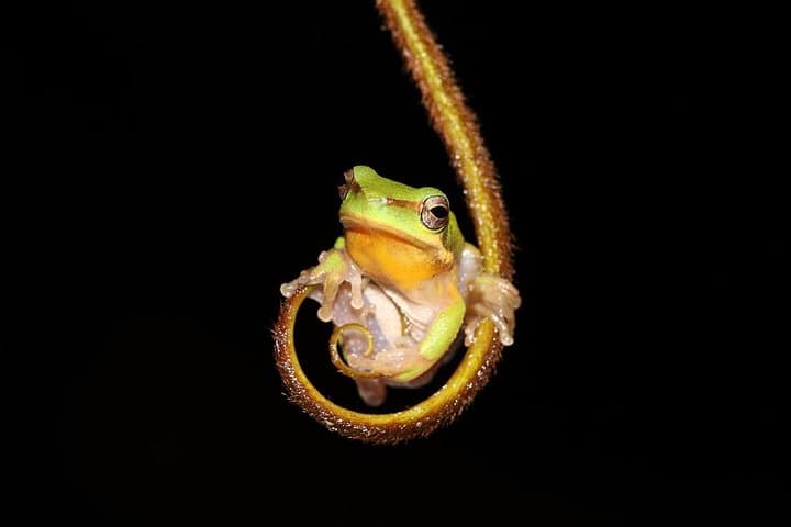 Solar Whisper Daintree River Crocodile Cruise — Quiet Eco Wildlife Tour photo 4