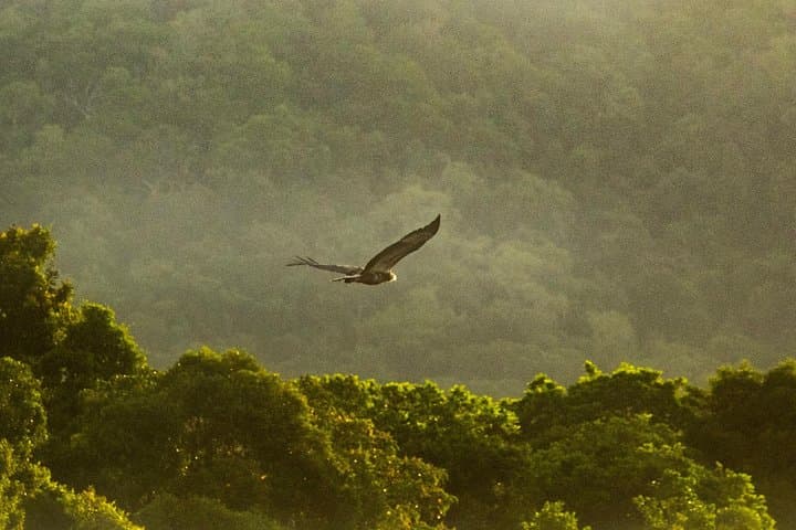 Solar Whisper Daintree River Crocodile Cruise — Quiet Eco Wildlife Tour photo 5