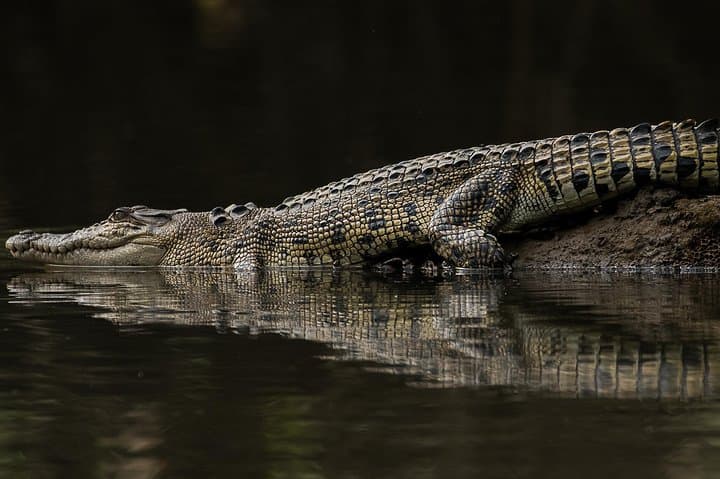 Solar Whisper Daintree River Crocodile Cruise — Quiet Eco Wildlife Tour photo 6