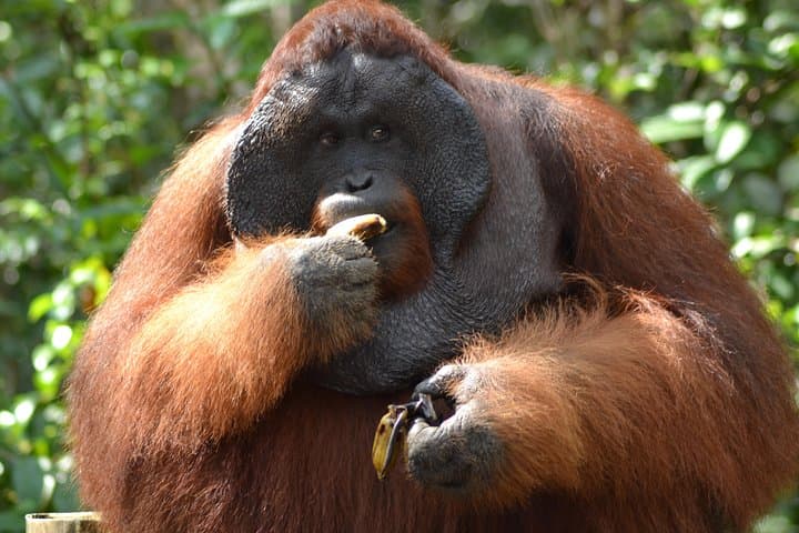 5-Day Tanjung Puting Orangutan Jungle Trail — Klotok Boat, Camp Leakey & Lowland Rainforest