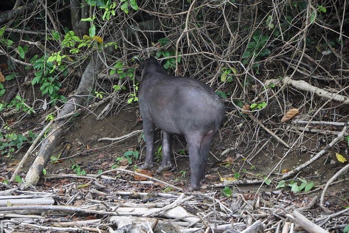 Overnight at Sirena: 2-Day Corcovado National Park Camping Tour photo 2