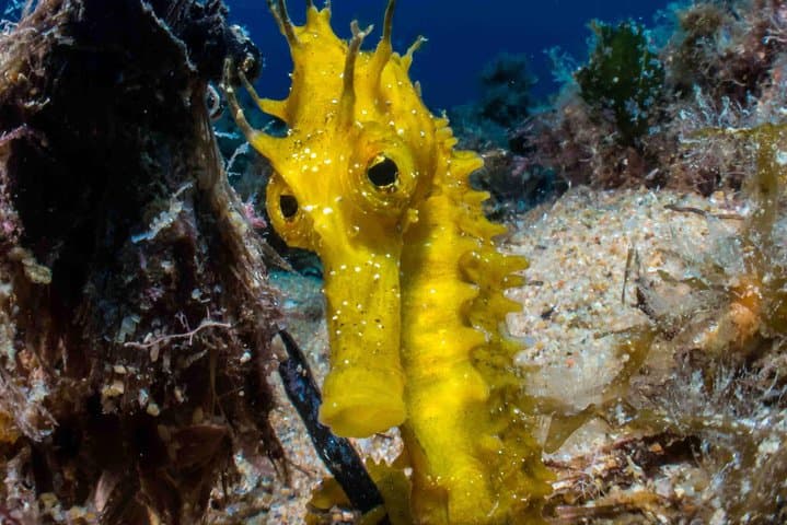 Try Scuba Diving PADI in Tossa de Mar — Costa Brava Try Dive photo 2