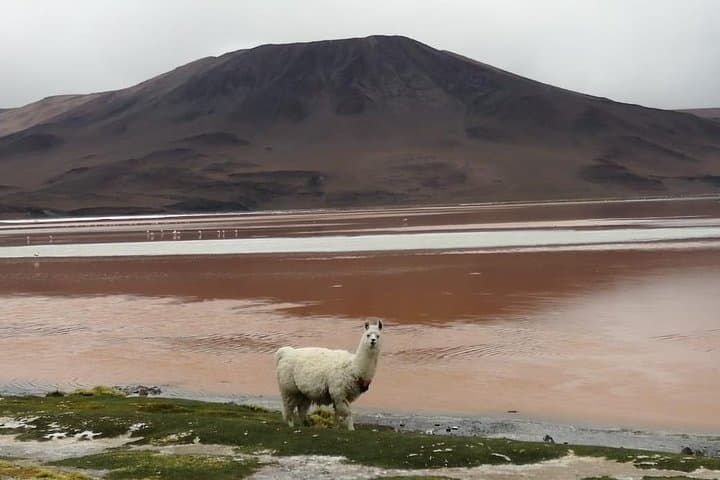 2-Day Uyuni Salt Flats Tour Including Laguna Colorada photo 2