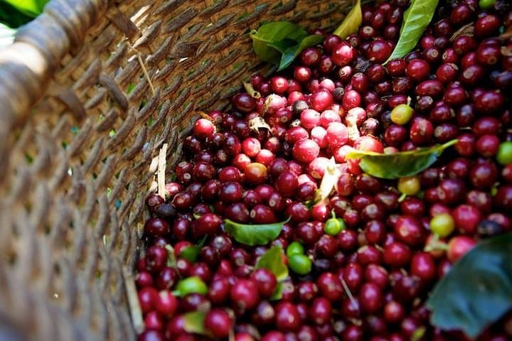 Guatape Coffee Villa & El Penol Full-Day Private Tour from Medellin photo 6