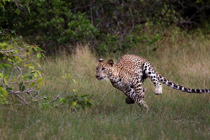 Wilpattu National Park Day Safari from Negombo: Leopard Country and Willu Wetlands photo 6