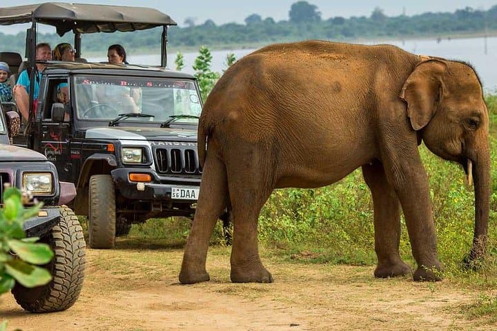 Udawalawe Day Trip from Colombo: Private Transfer and Wildlife Viewing photo 4