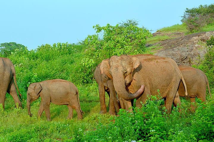 Udawalawe Day Trip from Colombo: Private Transfer and Wildlife Viewing photo 6