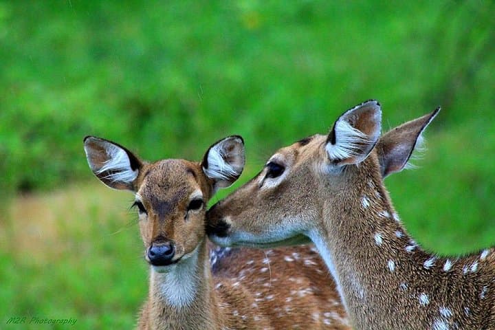 Yala National Park Full-Day Safari: Leopard Country Picnic & Game Drives photo 2