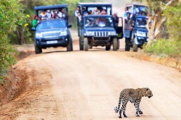 Yala National Park Full-Day Safari: Leopard Country Picnic & Game Drives photo 1