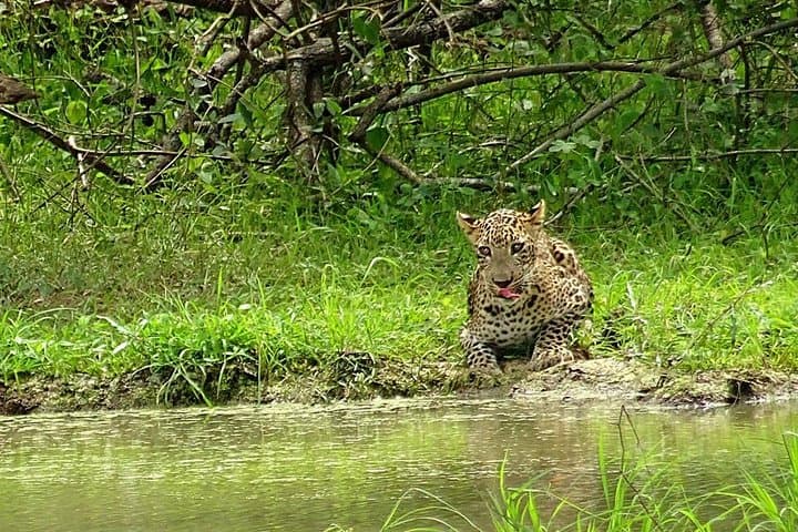 Private 2-Day Leopard Safari in Yala National Park from Colombo photo 6