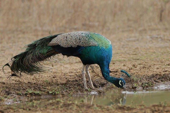Private 2-Day Leopard Safari in Yala National Park from Colombo photo 3