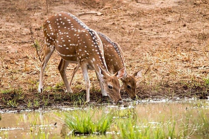 Yala National Park Jeep Safari from Galle — Day Trip Wildlife Adventure photo 3