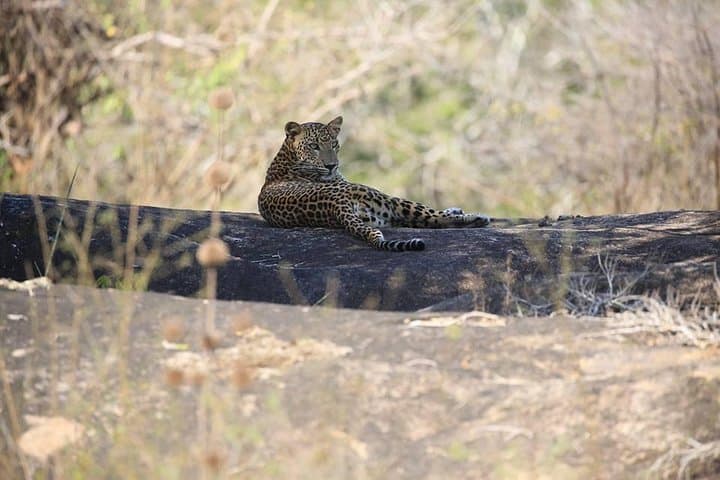 Private 2-Day Leopard Safari in Yala National Park from Colombo photo 4