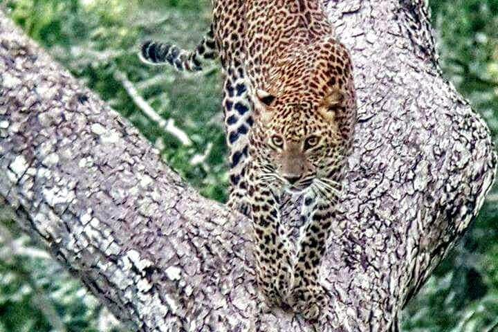 Private 2-Day Leopard Safari in Yala National Park from Colombo photo 2