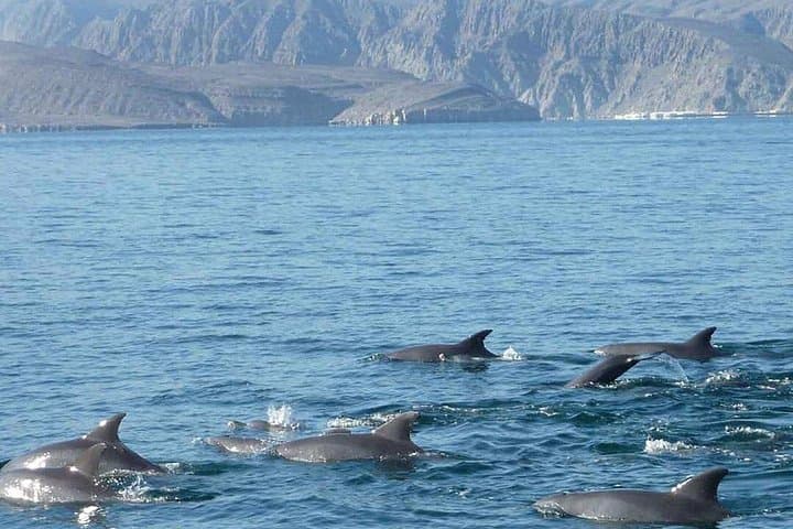 Khasab Dhow Cruise: Full-Day Musandam Fjords, Dolphins & Snorkeling from Dubai photo 4