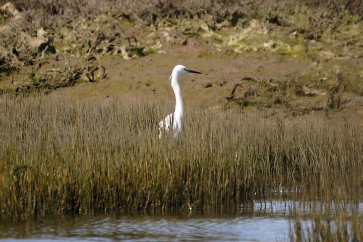 Eco Solar Boat Tour in Ria Formosa Lagoon — Faro's Sustainable Wildlife Cruise photo 5