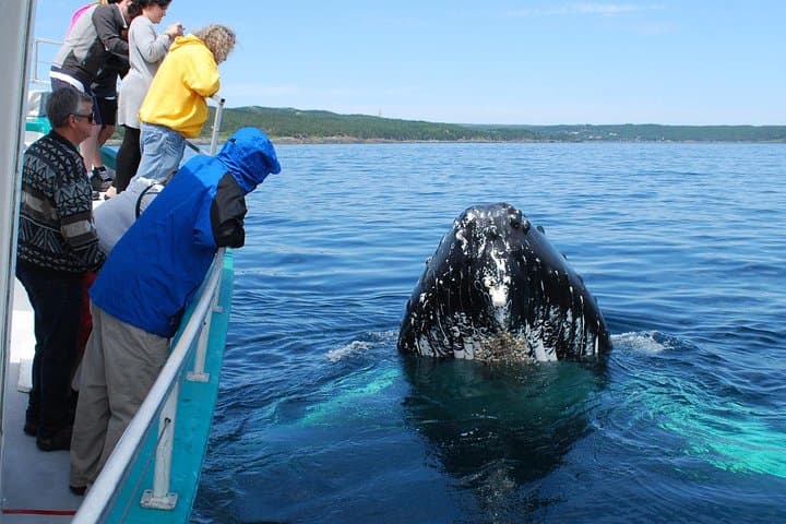 Bentota & Mirissa Whale Watching: 2-Day Coastal Safari from Colombo