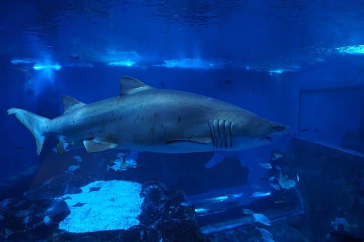 Seville Aquarium Admission — Explore Magellan’s Ocean Voyage in Seville photo 5