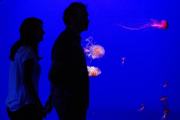 Seville Aquarium Admission — Explore Magellan’s Ocean Voyage in Seville photo 6