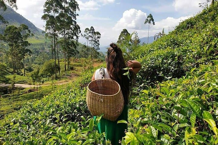 3-Night Sri Lanka: Kandy & Nuwara Eliya Tea Country with Colombo Highlights photo 4