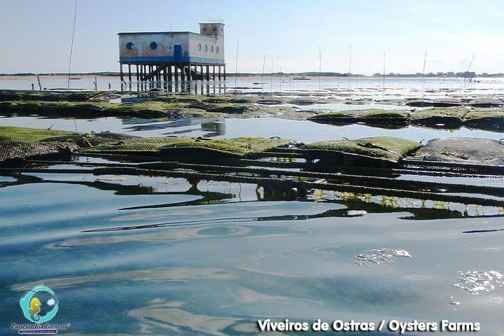 All-Day Ria Formosa Boat Tour from Fuseta — Armona, Culatra & Farol Islands photo 3