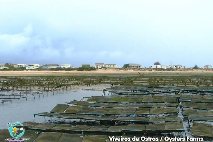 All-Day Ria Formosa Boat Tour from Fuseta — Armona, Culatra & Farol Islands photo 4