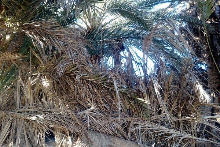 Dahshur Day Tour: Rural Pyramids and Real Egyptian Village Life photo 3