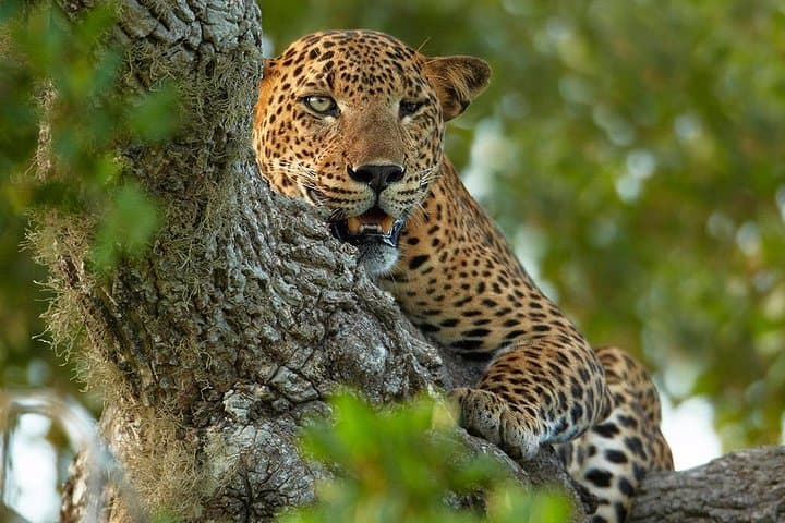 Luxury Yala Safari Camping: 2-Night All-Inclusive Wildlife Experience