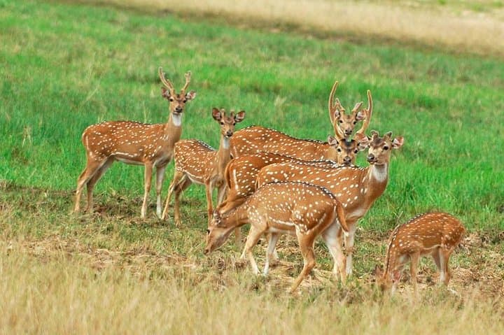 Luxury Leopard Nest: 3-Day Yala & Bundala Wildlife Camp photo 4