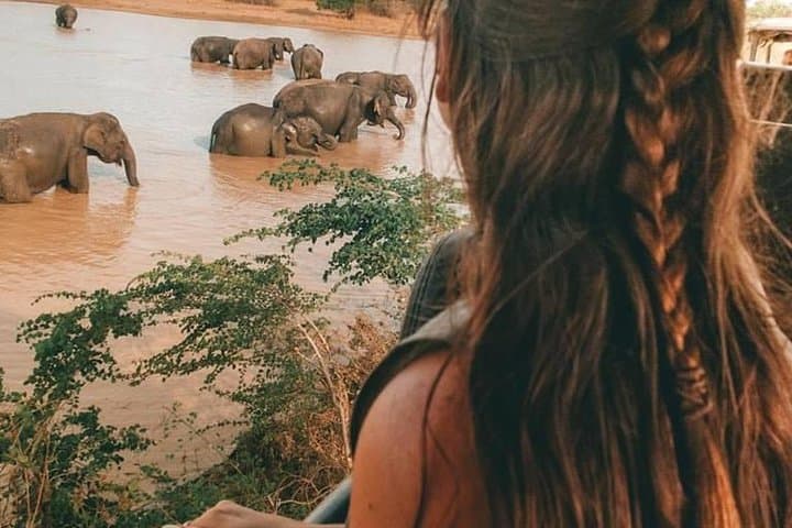 Minneriya National Park Safari from Negombo: Day Trip to See the Elephant Gathering photo 2