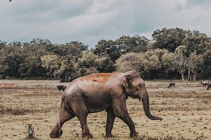 Minneriya National Park Safari from Negombo: Day Trip to See the Elephant Gathering photo 3