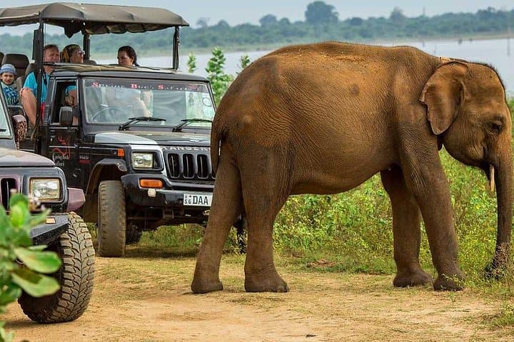 Galle to Udawalawe Day Trip — Udawalawe National Park Safari Transfer photo 2