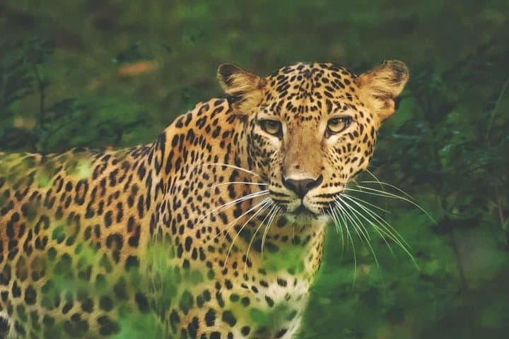 3-Day Honeymoon Glamping & Yala Safari at Leopard Nest photo 6