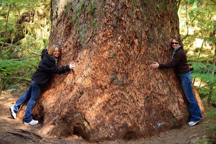 Best of Olympic National Park Day Tour from Seattle — All-Inclusive Small-Group Experience photo 5