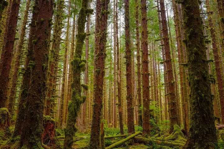 5-Day Olympic Backpacking: Hoh Rainforest to Blue Glacier photo 4