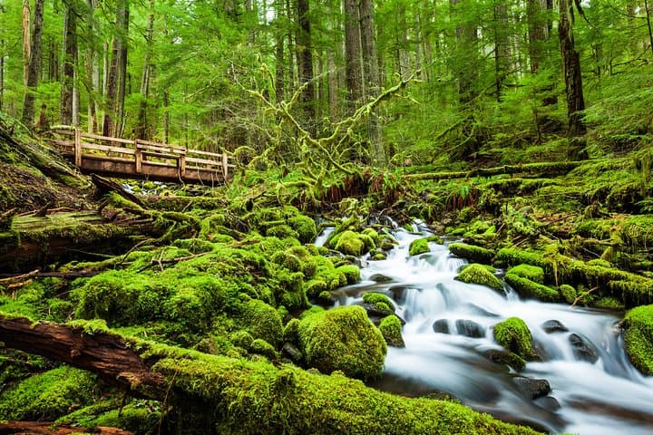 5-Day Olympic Backpacking: Hoh Rainforest to Blue Glacier photo 6