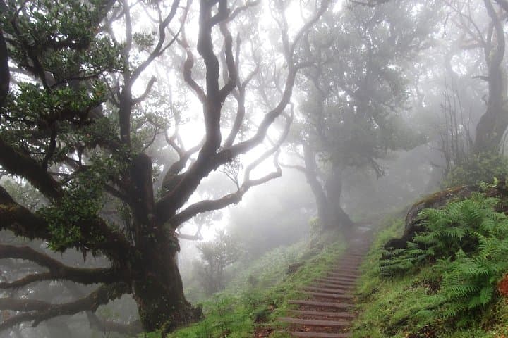 Fanal Enchanted Forest Walk: Explore Madeira’s Ancient Laurisilva