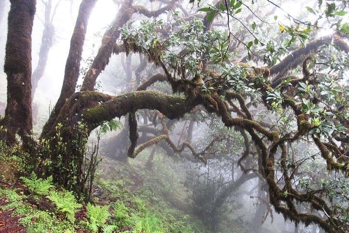 Fanal Enchanted Forest Walk: Explore Madeira’s Ancient Laurisilva photo 2